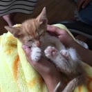 至急求む　子猫の里親。お願いします。 - 猫