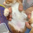 至急求む　子猫の里親。お願いします。 − 石川県