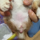 至急求む　子猫の里親。お願いします。 - 里親募集
