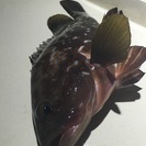 淡輪漁港よりいつでも出船致します - 泉南郡