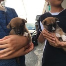 よちよち歩きの子犬