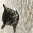 赤ちゃん猫　生後１か月半
