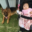 名張市でママ友、犬友探してます(=ﾟωﾟ)ﾉ