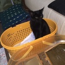 黒猫 メス 約9ヶ月 