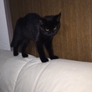 黒猫 メス 約9ヶ月  - 里親募集