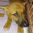 子犬の里親を探しています。