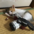人懐こいミケの女の子です