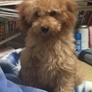 トイプードルの男の子です。