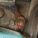 アローカナ雄