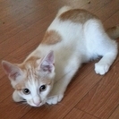 猫オス、７ヶ月、名前はそら君。白い体に薄茶色におしゃれな模様。尻...