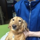 ミニチュアダックス 6歳