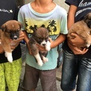 生後1ヶ月半ぐらいの可愛い子犬です