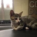 一家月とちょっとになるメスの子猫です。 - 鹿屋市