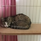 成猫、ママ猫です