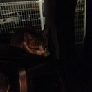 メスの子猫の里親募集しております。 − 鹿児島県