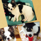白黒チワワ男の子です