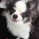 白黒チワワ男の子です - 犬