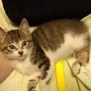 新潟市、生後３ヶ月の子猫の里親募集です