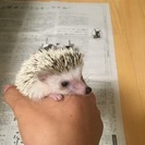 ハリネズミ