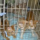 迷い猫が産んだ子猫六匹の里親さんを急募！！