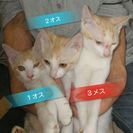 迷い猫が産んだ子猫六匹の里親さんを急募！！ - 下野市