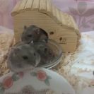 ☆6月21日生まれのハムスターの里親さん募集☆