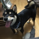 里親募集