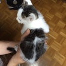 2ヶ月の子猫ちゃん(2匹) - 岐阜市