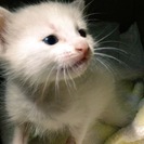 かわいい子猫の里親になってください。 - 猫
