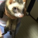 迷いフェレット - その他