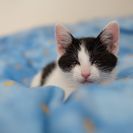 里親さん再募集中です！牛柄の子猫ちゃん(4ヶ月)