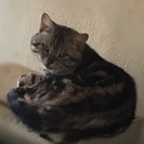 一匹で飼ってくださる方に