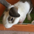 うさぎの里親募集中《ゲージあり》