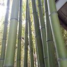 竹欲しい方‼️