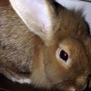 ウサギの里親募集