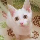 甘えん坊な白猫♂子猫★生後3ヶ月 
