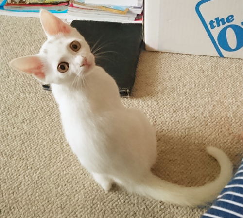 甘えん坊な白猫♂子猫☆生後3ヶ月 (loverks) 印西の猫の里親募集