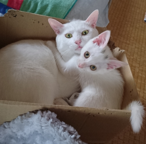 昭和レトロ希少❣【リーベ＆エルフ】白猫たち３匹 リッティベアさんに委託する仔 ③チップドダークBRにゃん約25cm