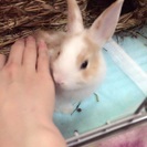 うさぎの里親募集 - 鎌ケ谷市