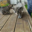 兄弟 トラ模様→オス グレー→メス  3週〜1ヶ月 - 猫