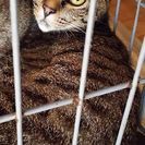 猫の里親募集してます。