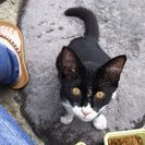 飼われて居た男の子