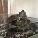 クサガメ １匹 10歳くらい