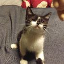 子猫が6匹居ます❗里親募集☆