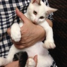 甘えん坊 白キジ君 約3カ月半