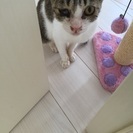 人懐こい子猫です - 猫