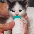 生後間もない子猫の里親募集！ハチワレちゃんです