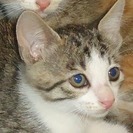 生後1っヶ月ぐらいです。白キジ