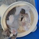 壁の隙間に、落ちていた子猫 - 四日市市