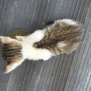 壁の隙間に、落ちていた子猫 - 猫